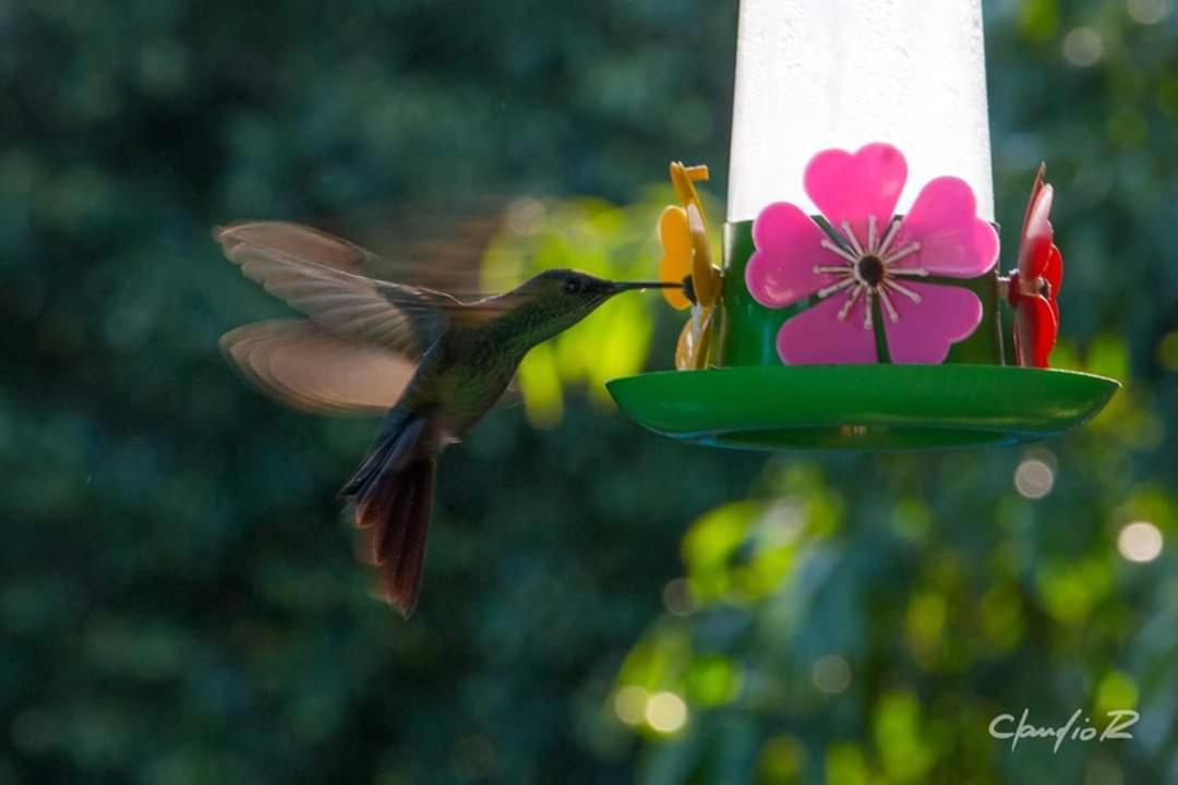 Viamão Linda Casa De Campo מראה חיצוני תמונה